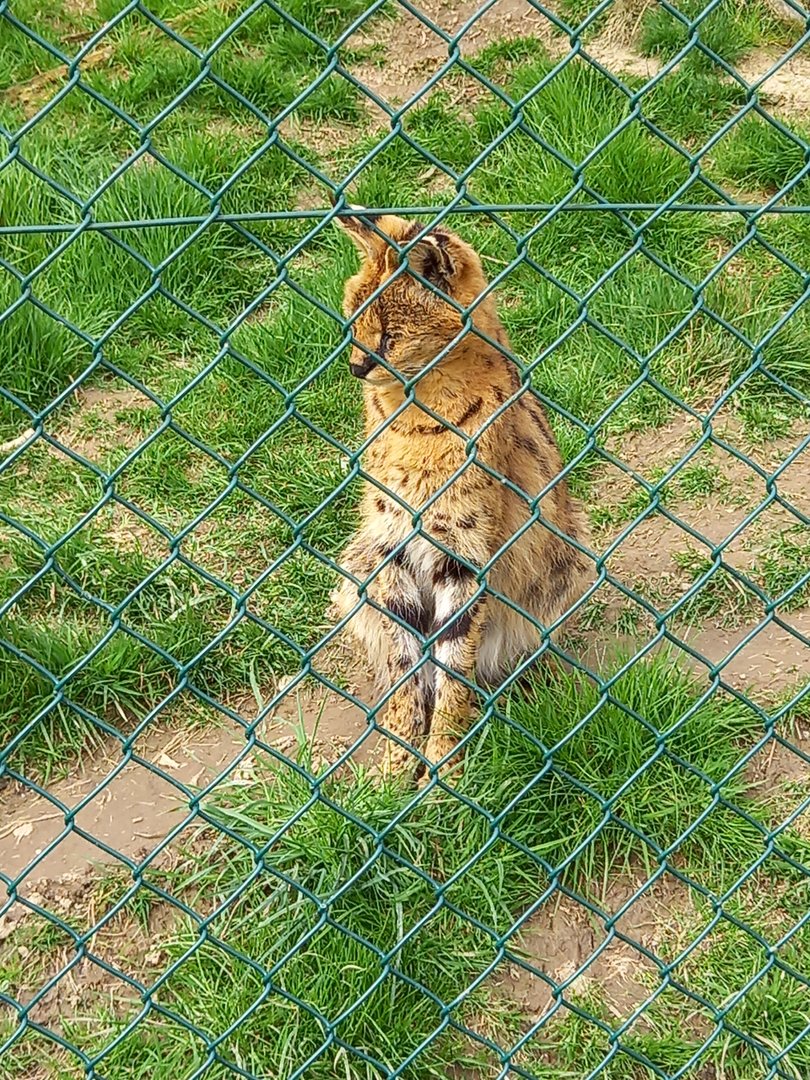 Serval