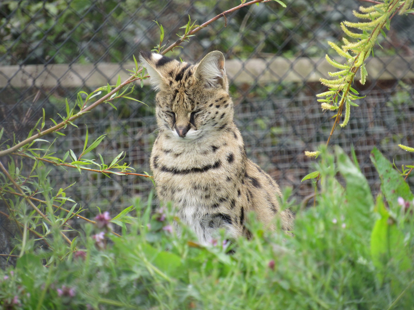 Serval