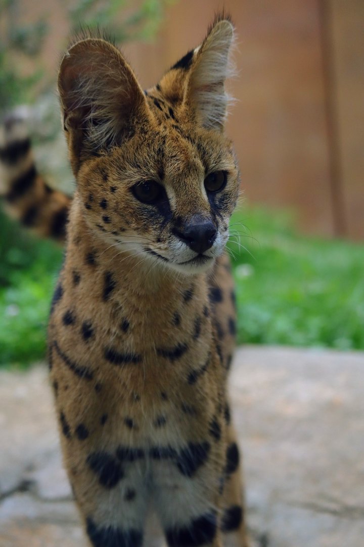 Serval