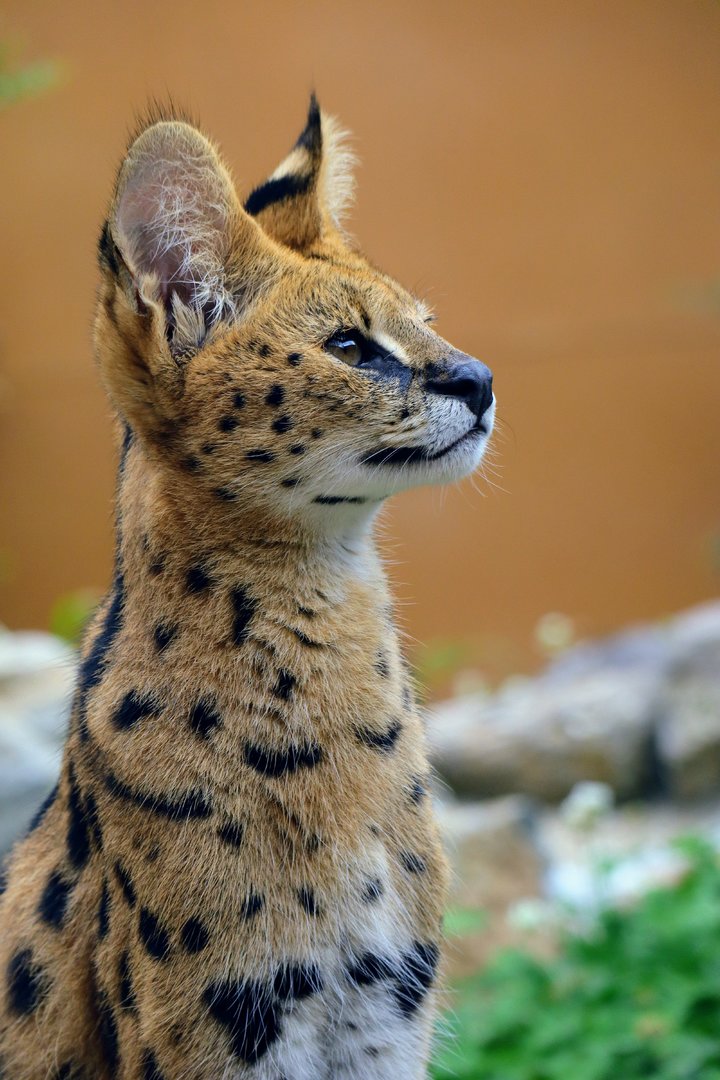 Serval