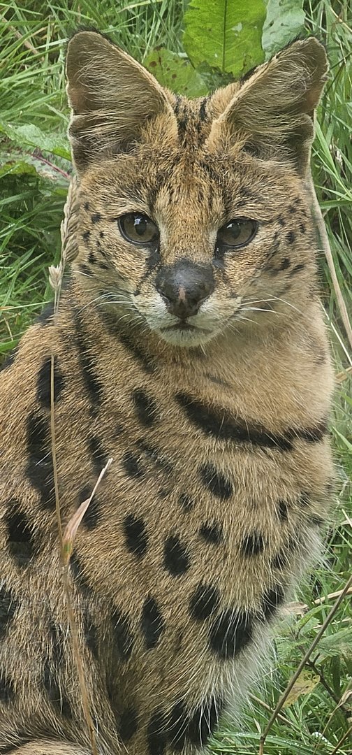 Serval