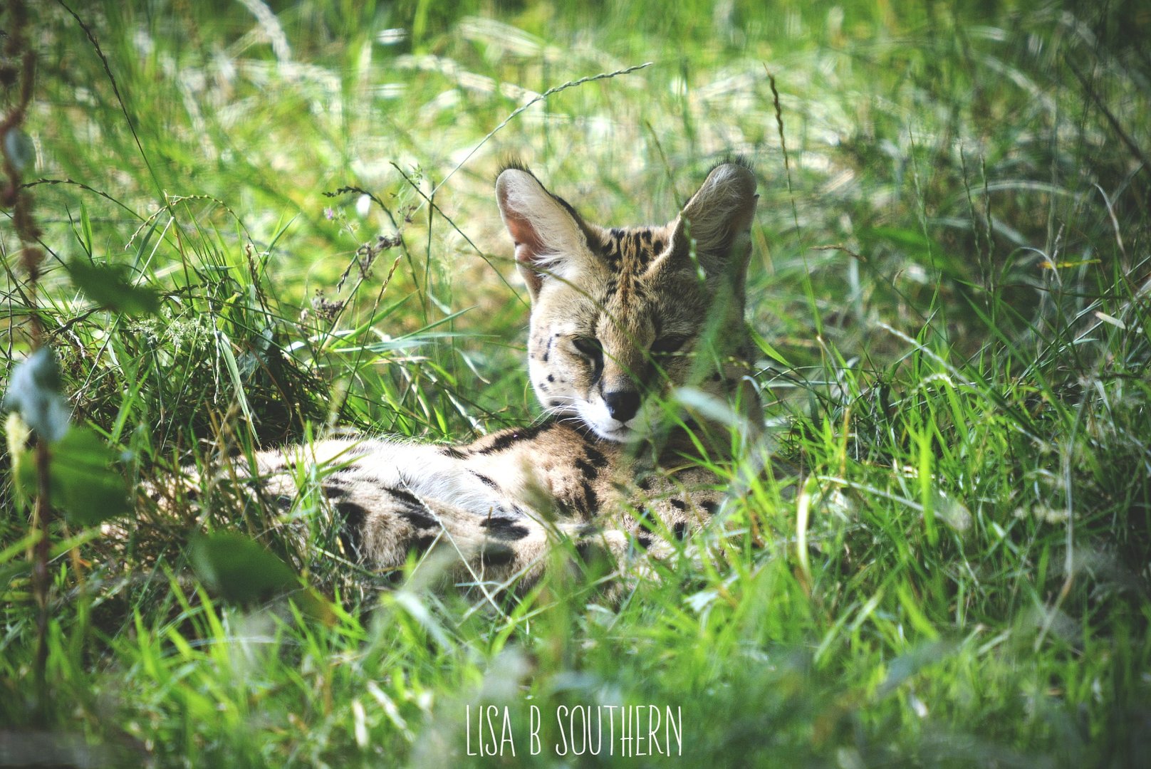 Serval
