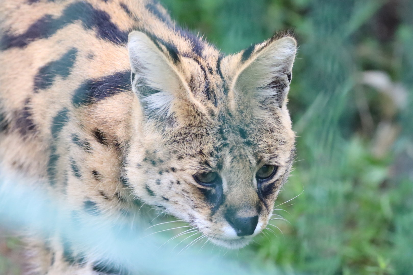 Serval