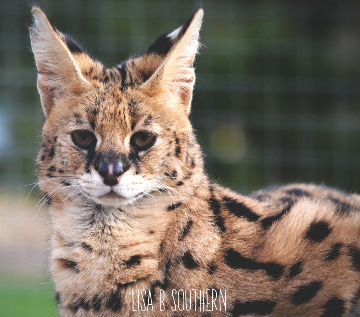 Serval