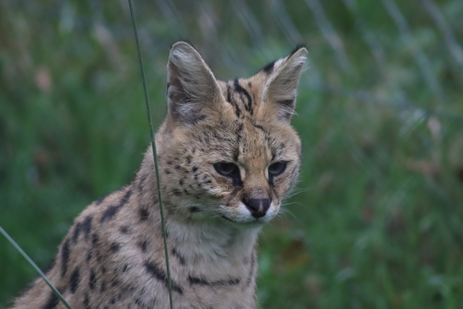 Serval