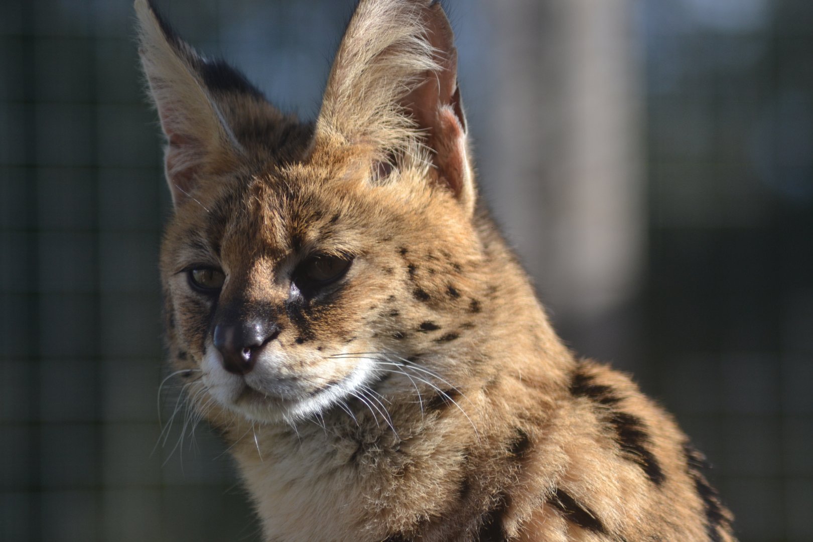 Serval