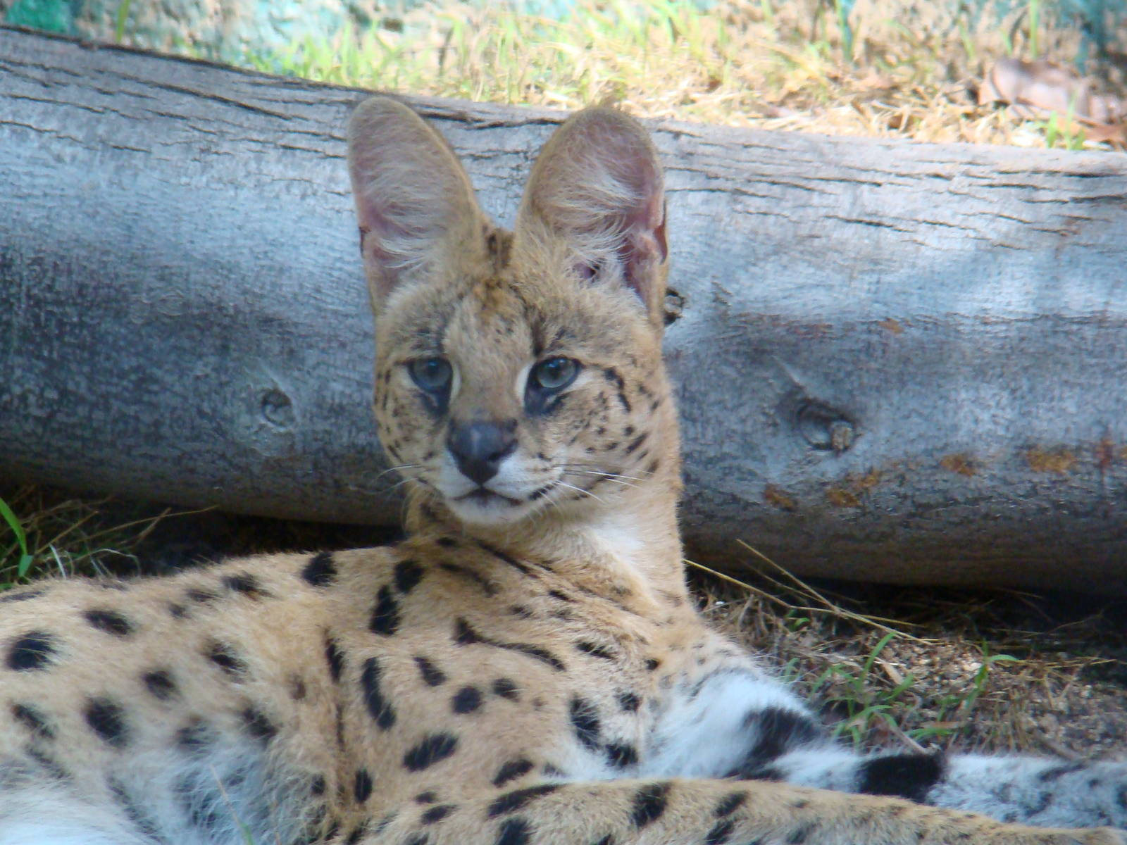 Serval