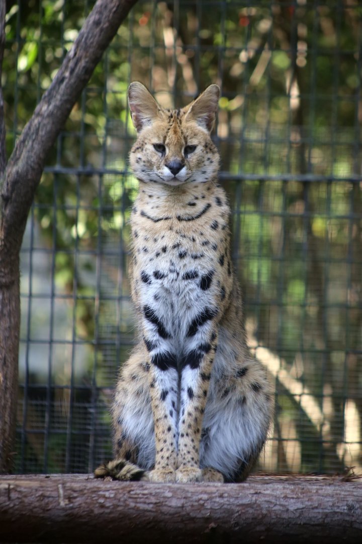 Serval