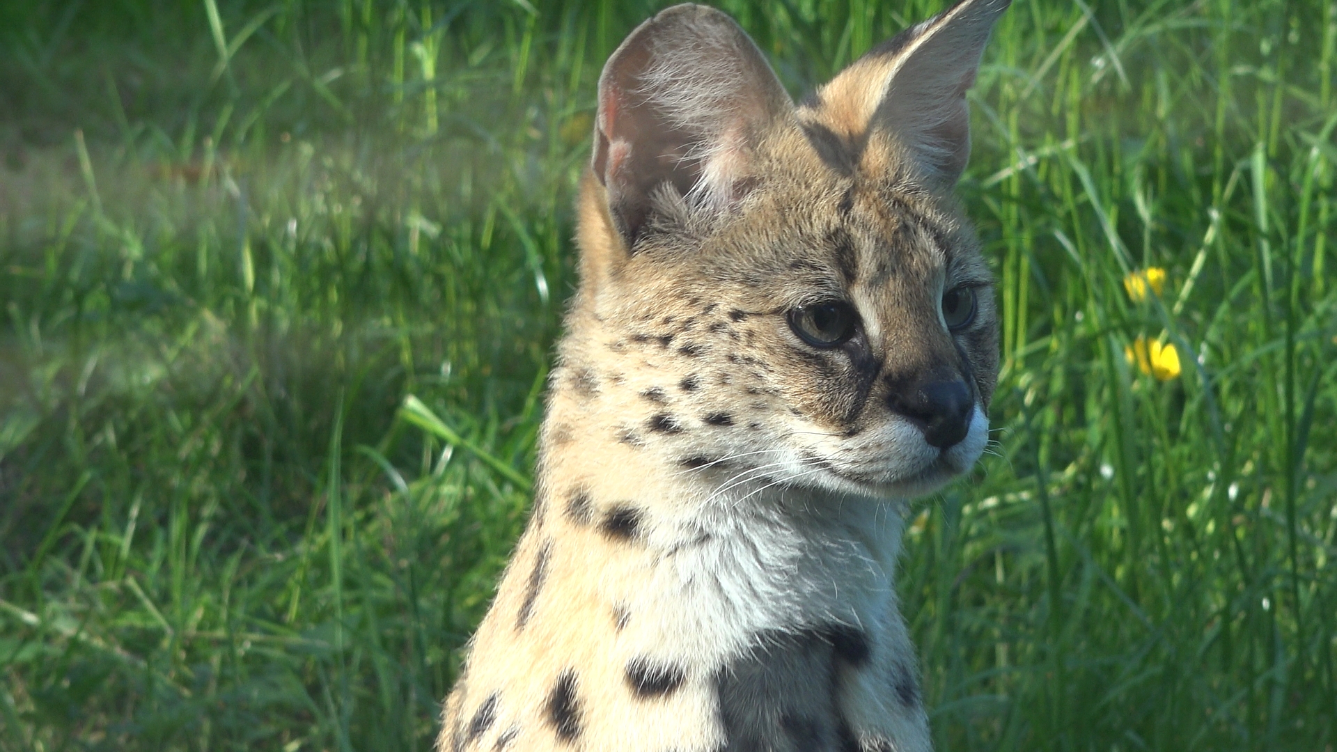 Serval