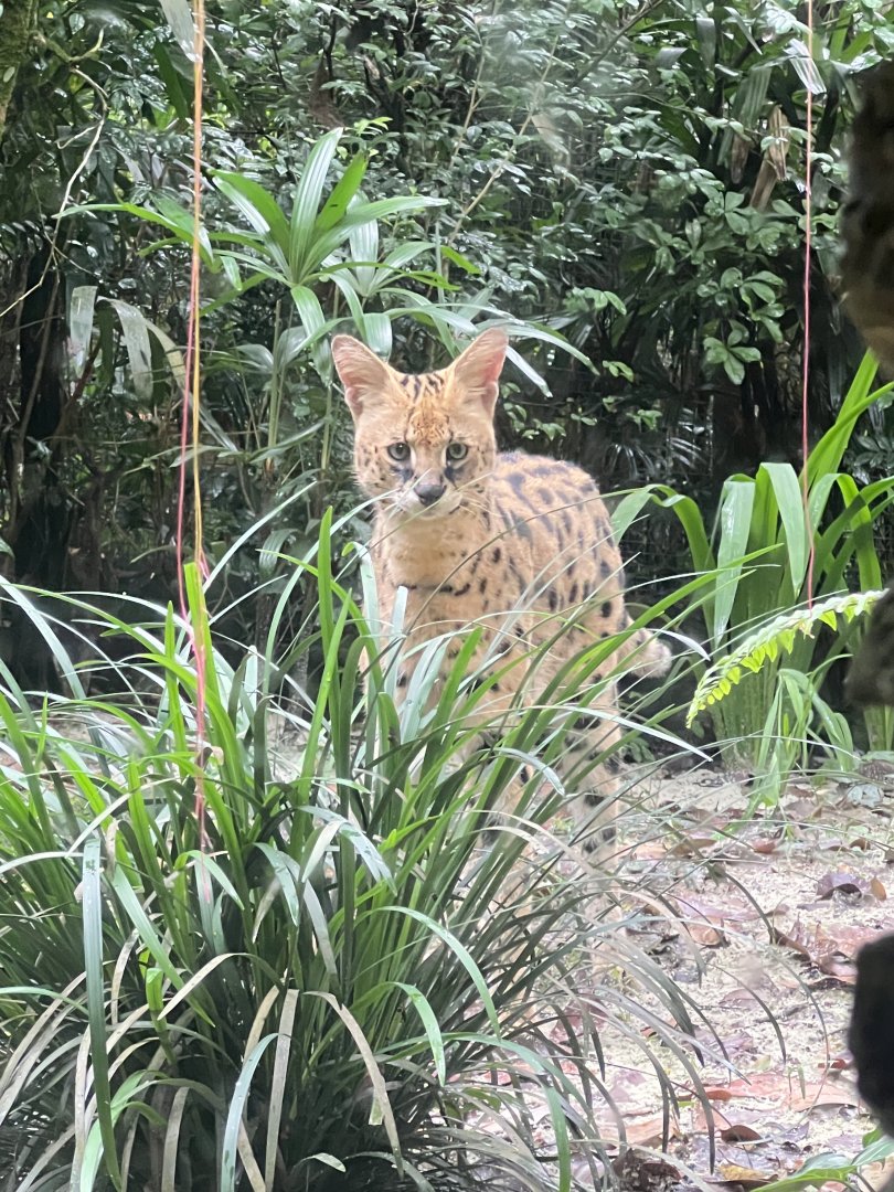 Serval
