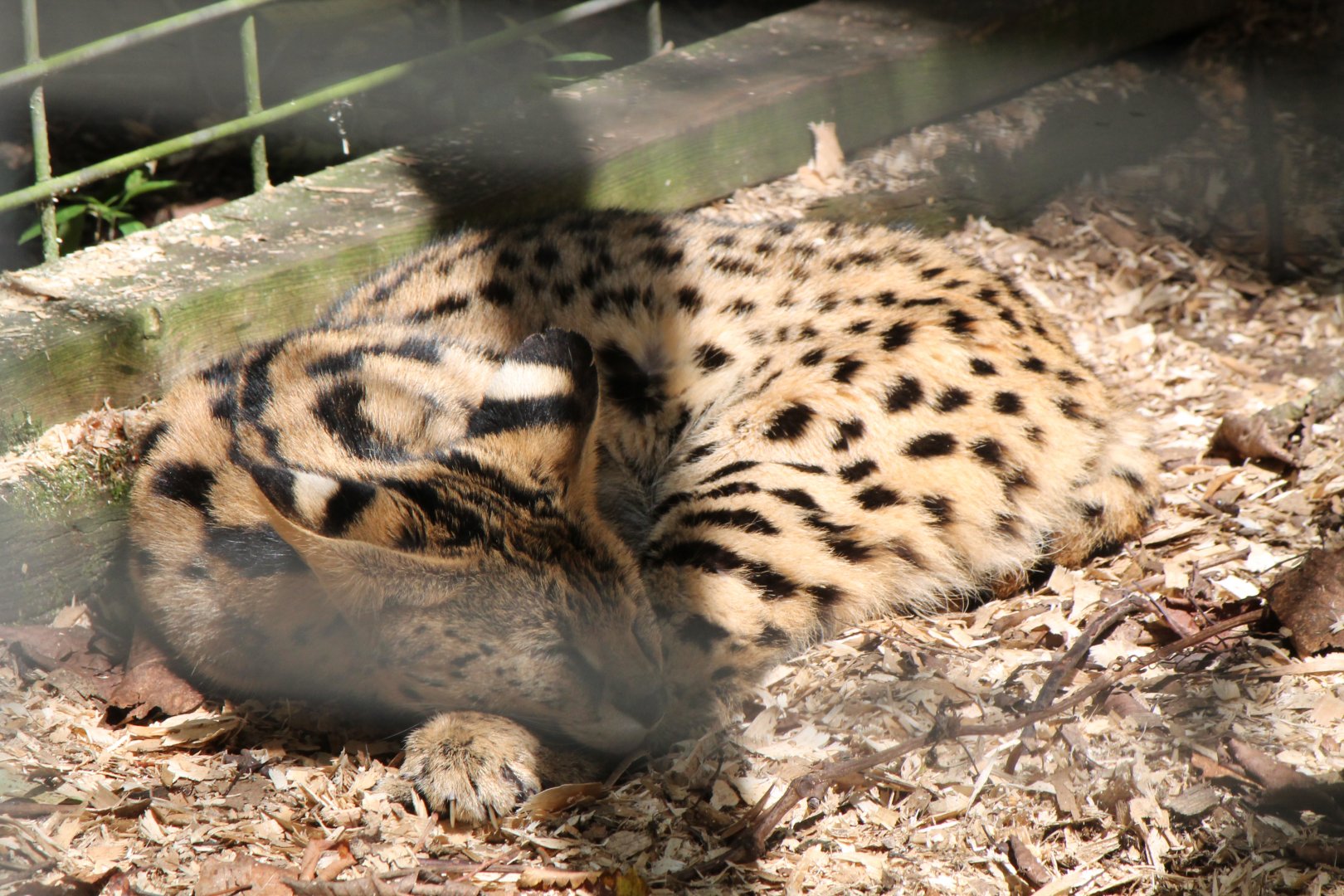 serval
