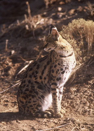 serval