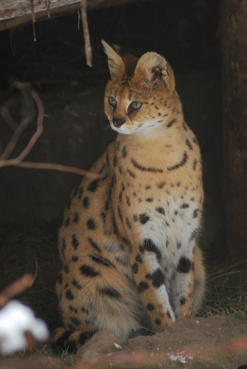Serval