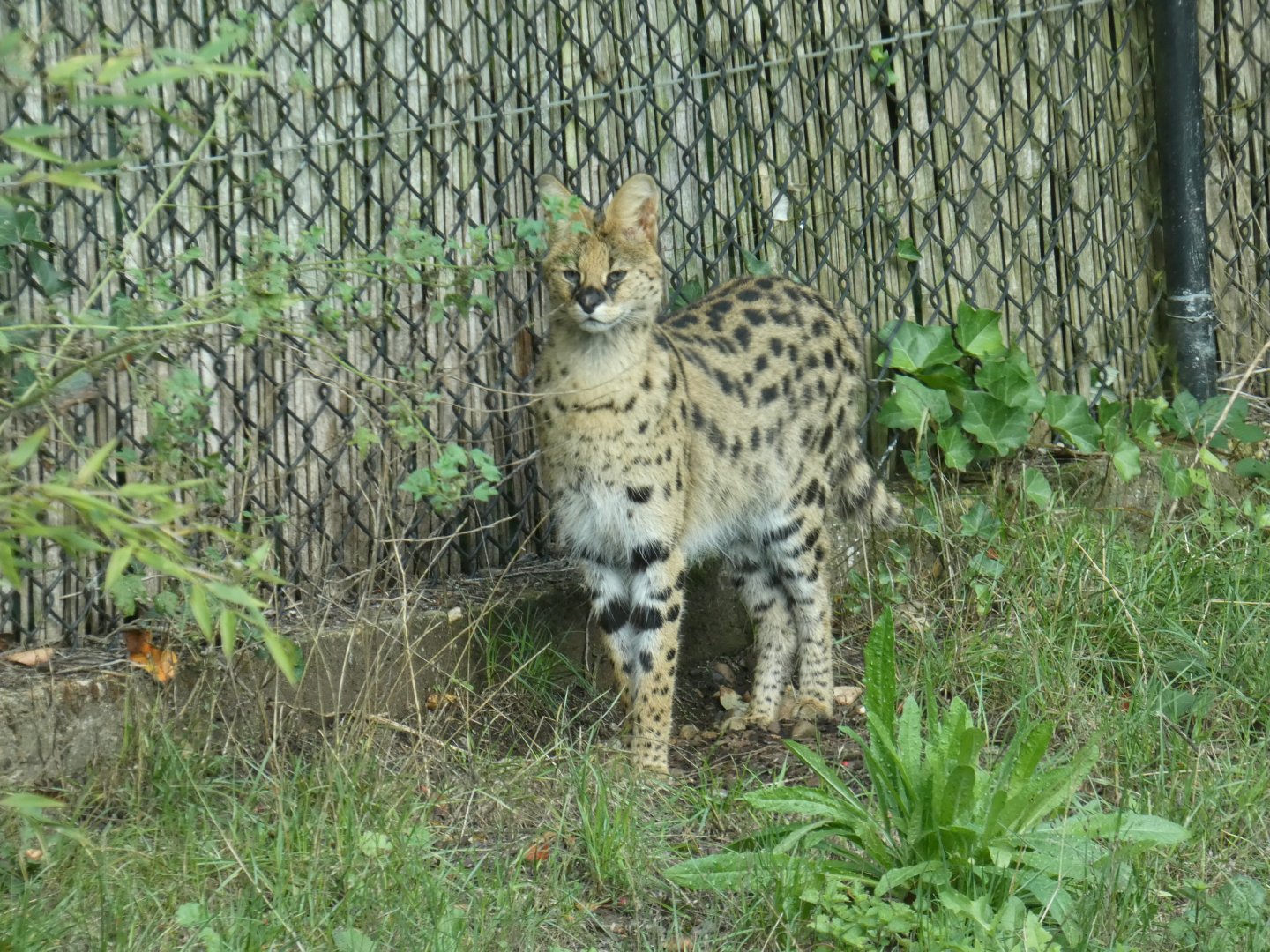 Serval