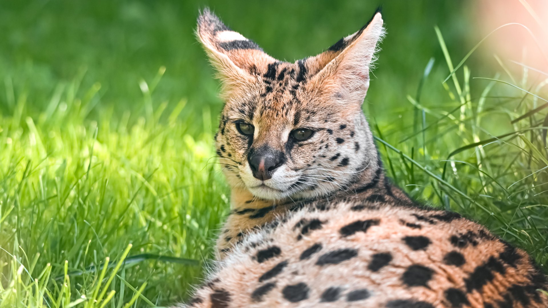 Serval