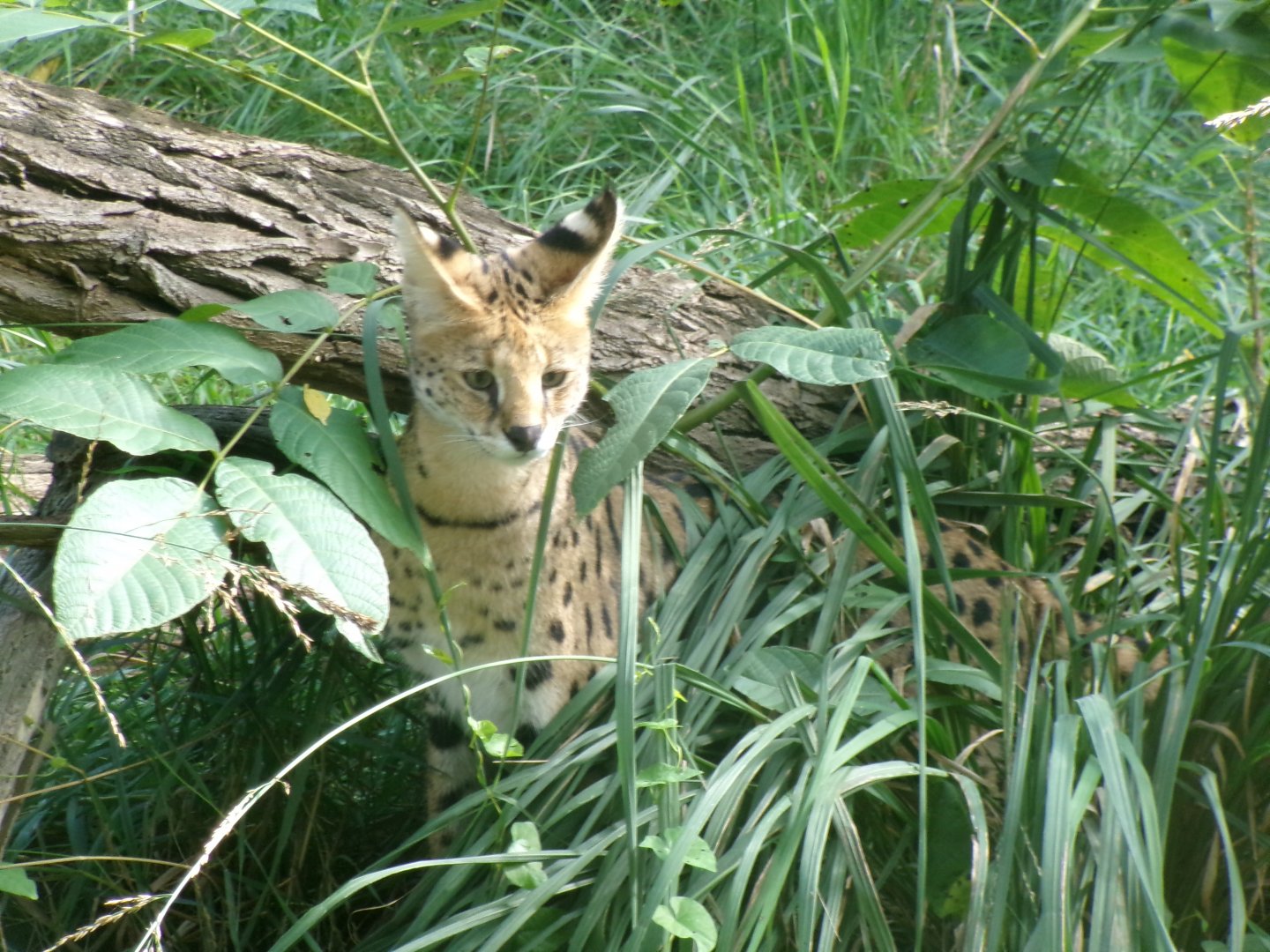 Serval