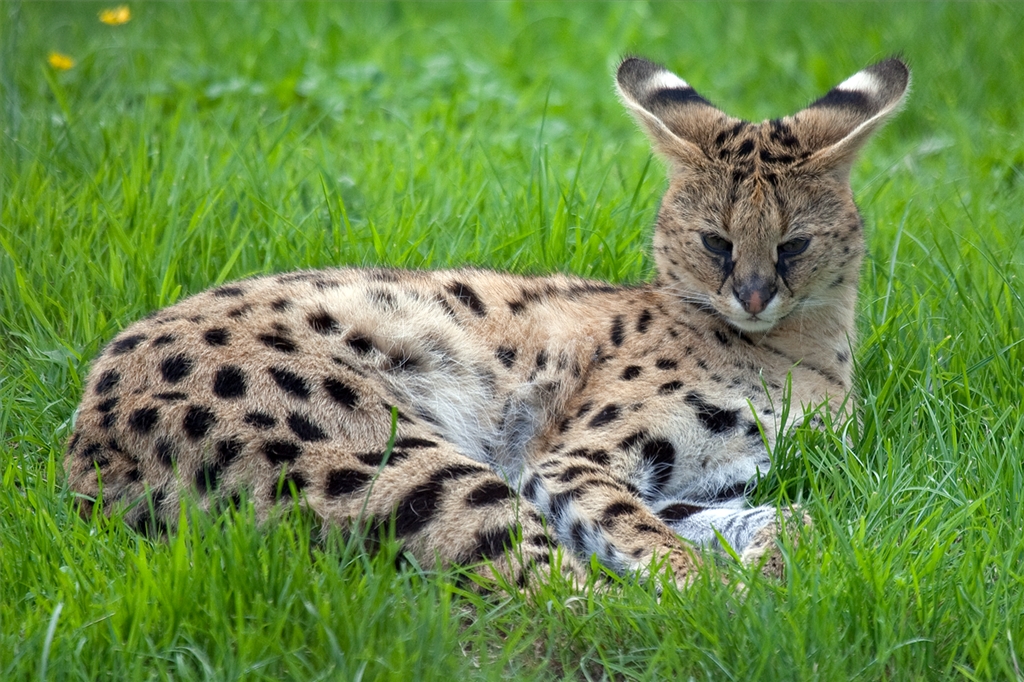 Serval