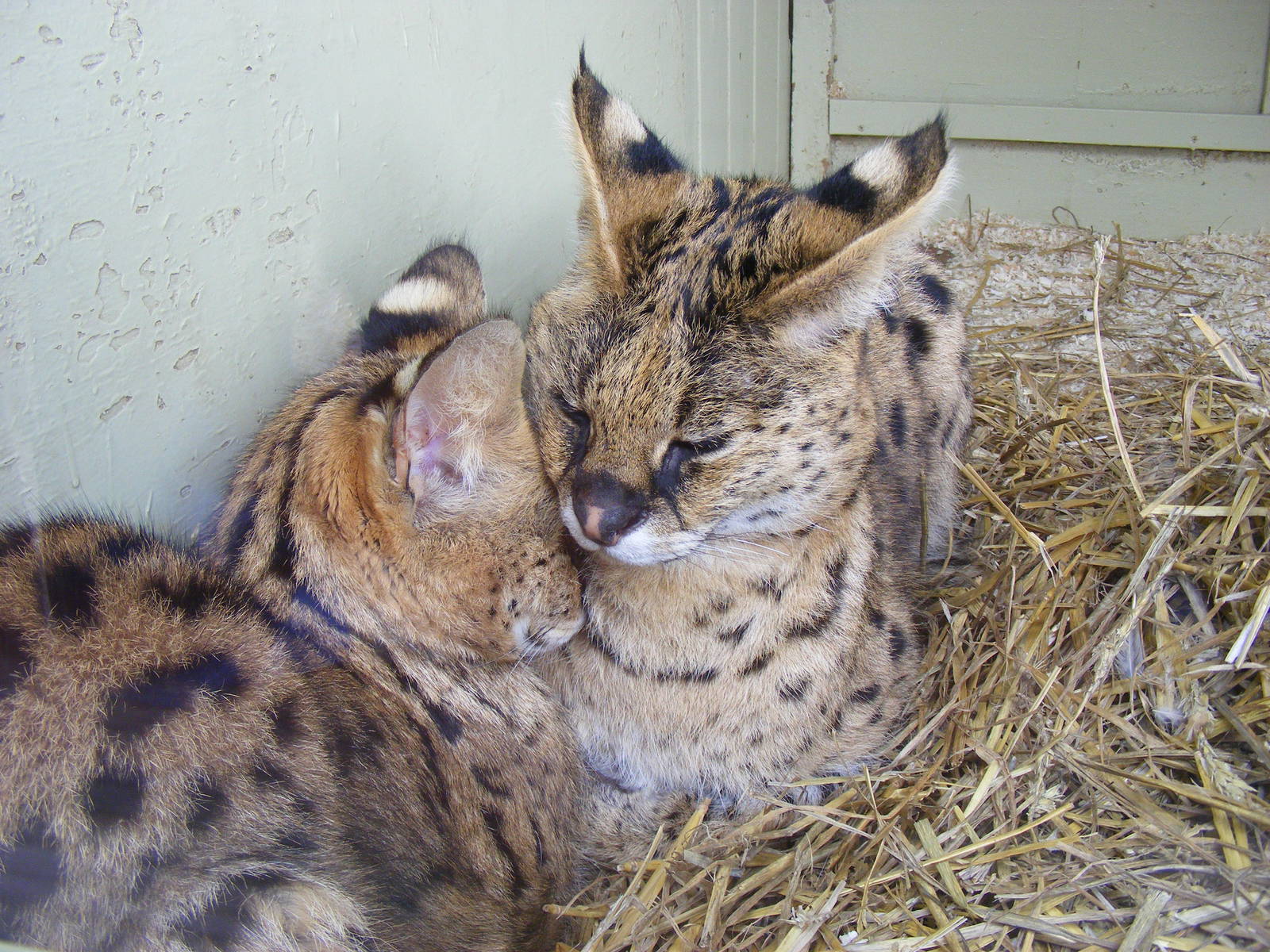 Servals at Drusillas Park, 20 March 2011
