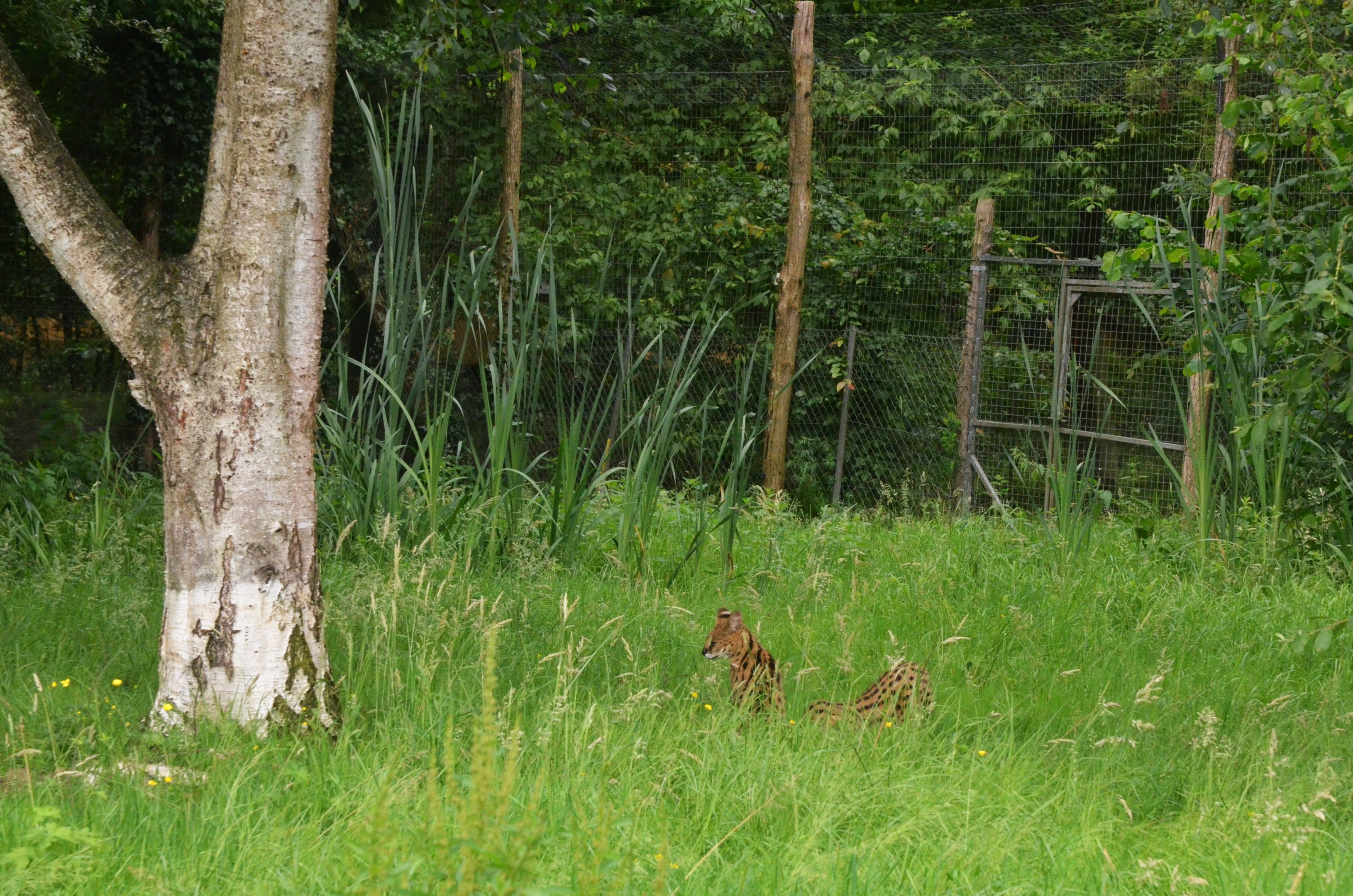 Servals at Spaycific'Zoo, 13/06/18
