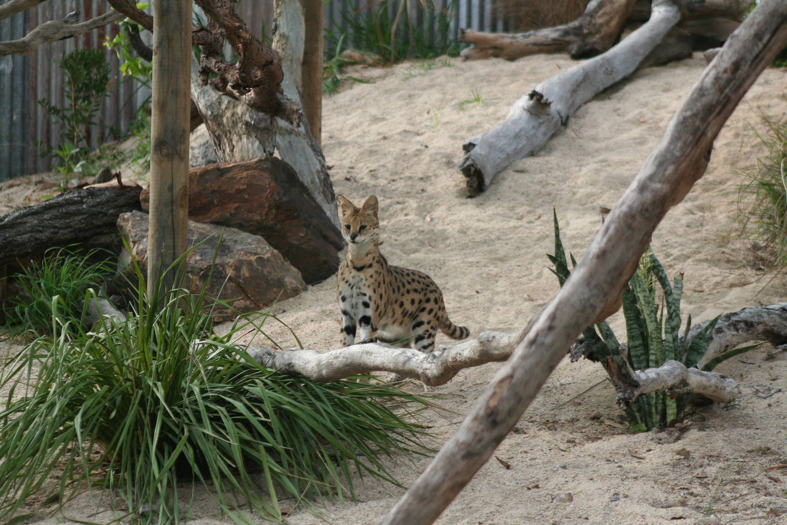 Servals Cairns Wildlife Safari Reserve