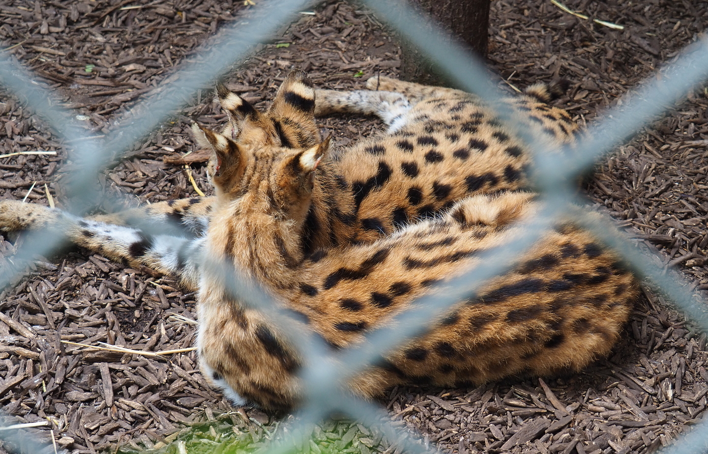 Servals (Leptailurus serval), 2019-05-25