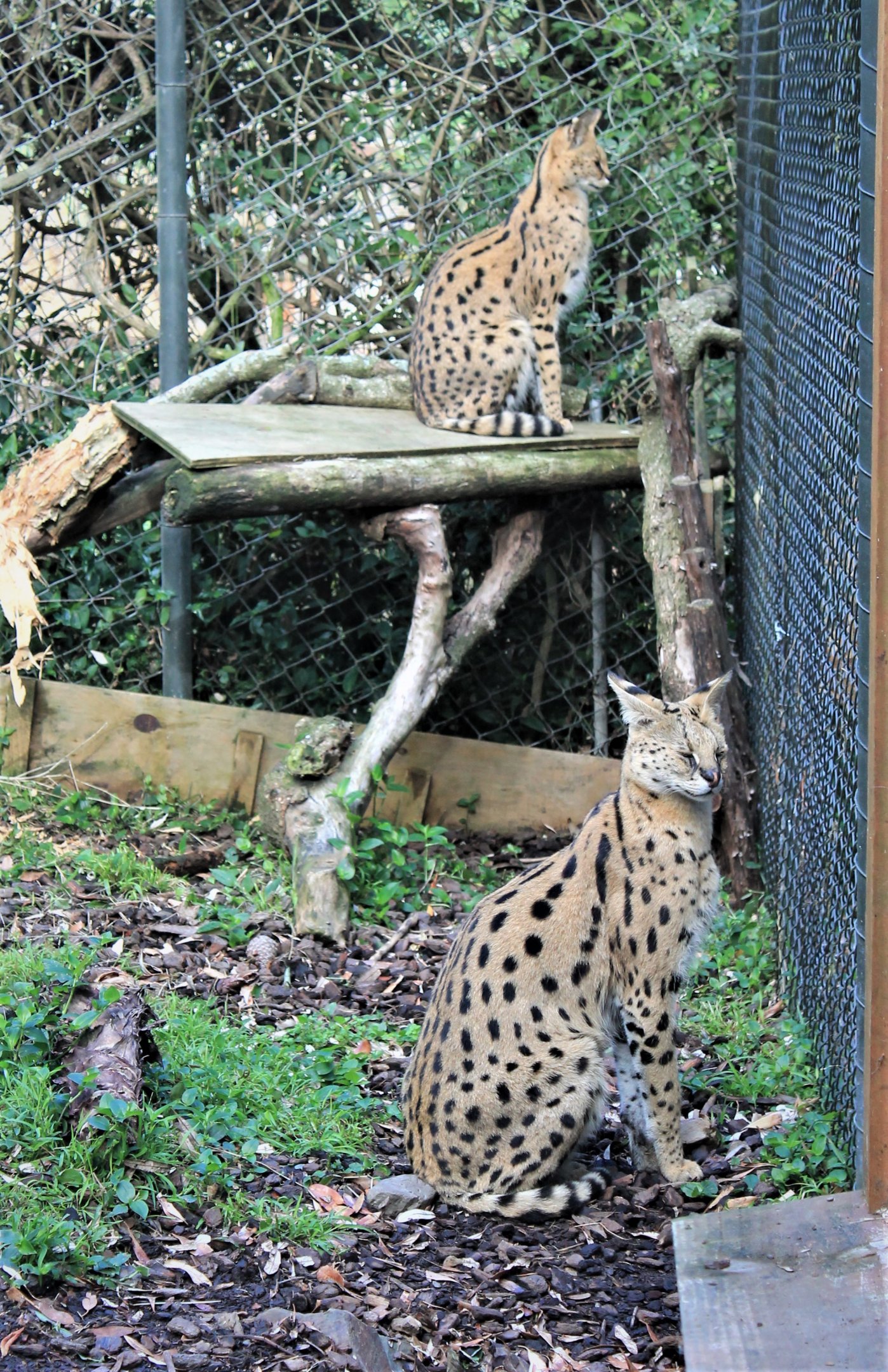 Servals (Leptailurus serval)