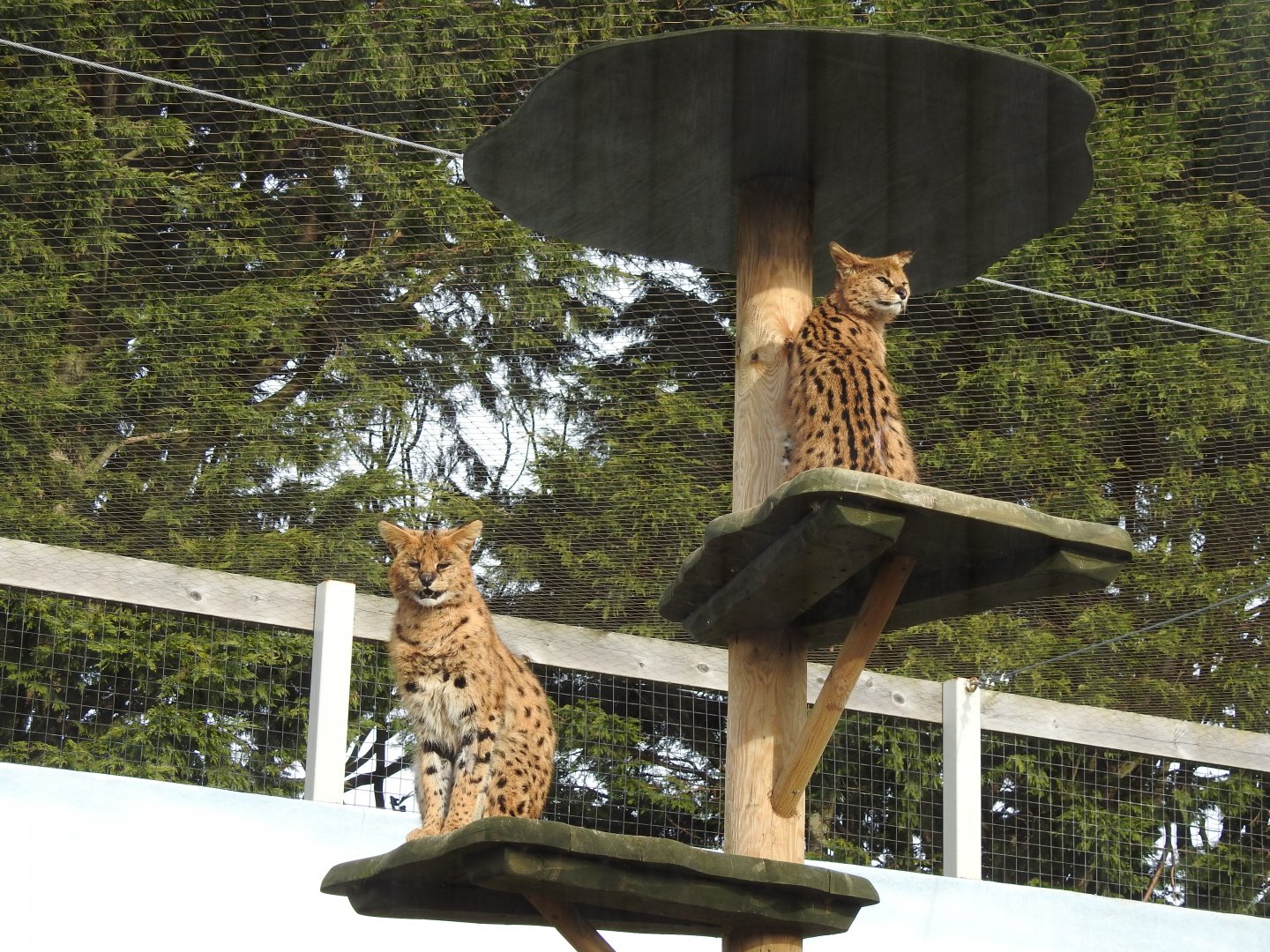 Servals (Leptailurus serval)
