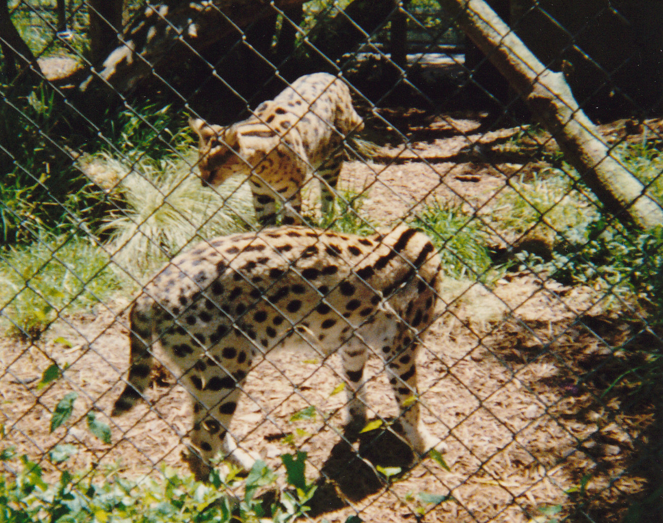 servals
