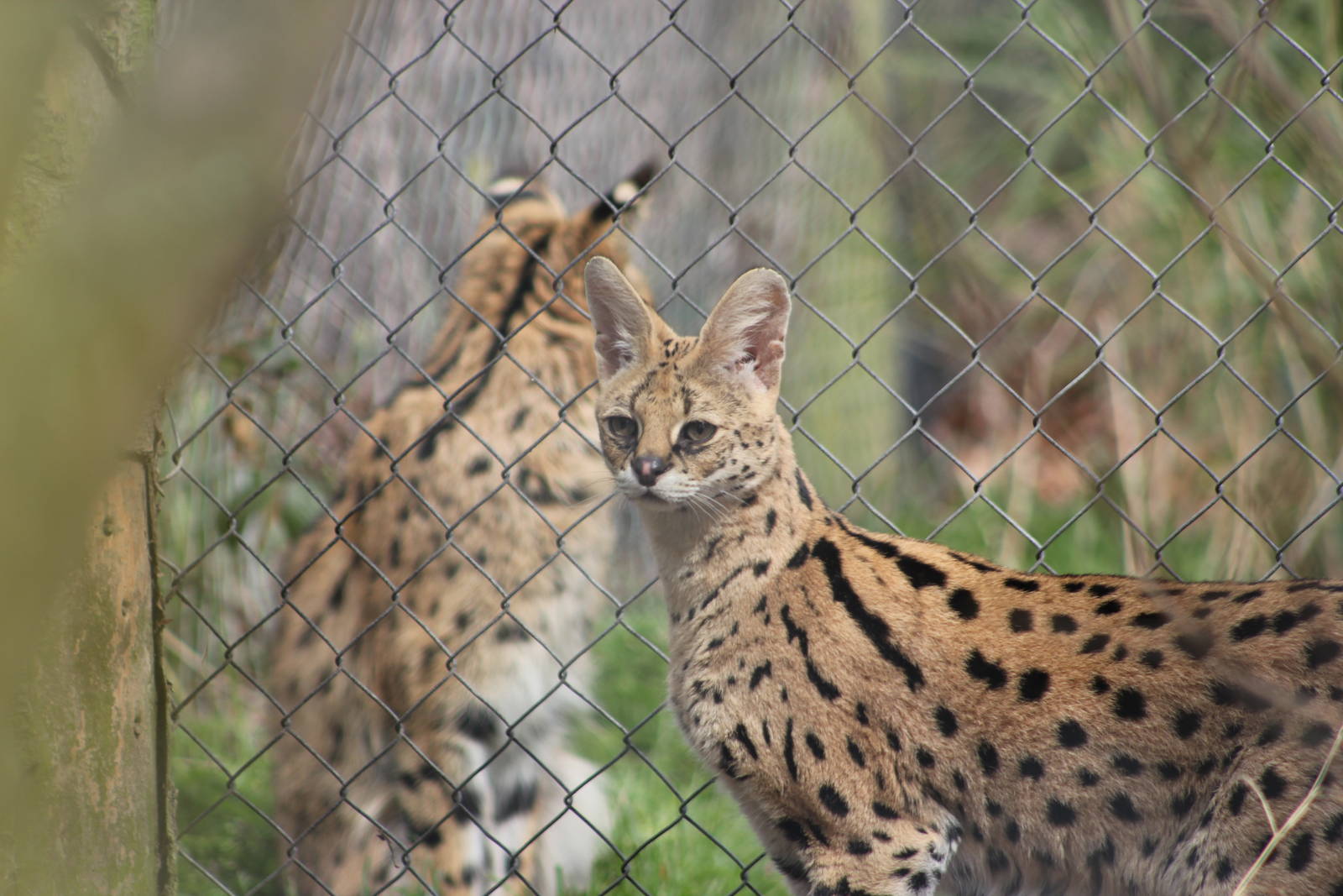 Servals