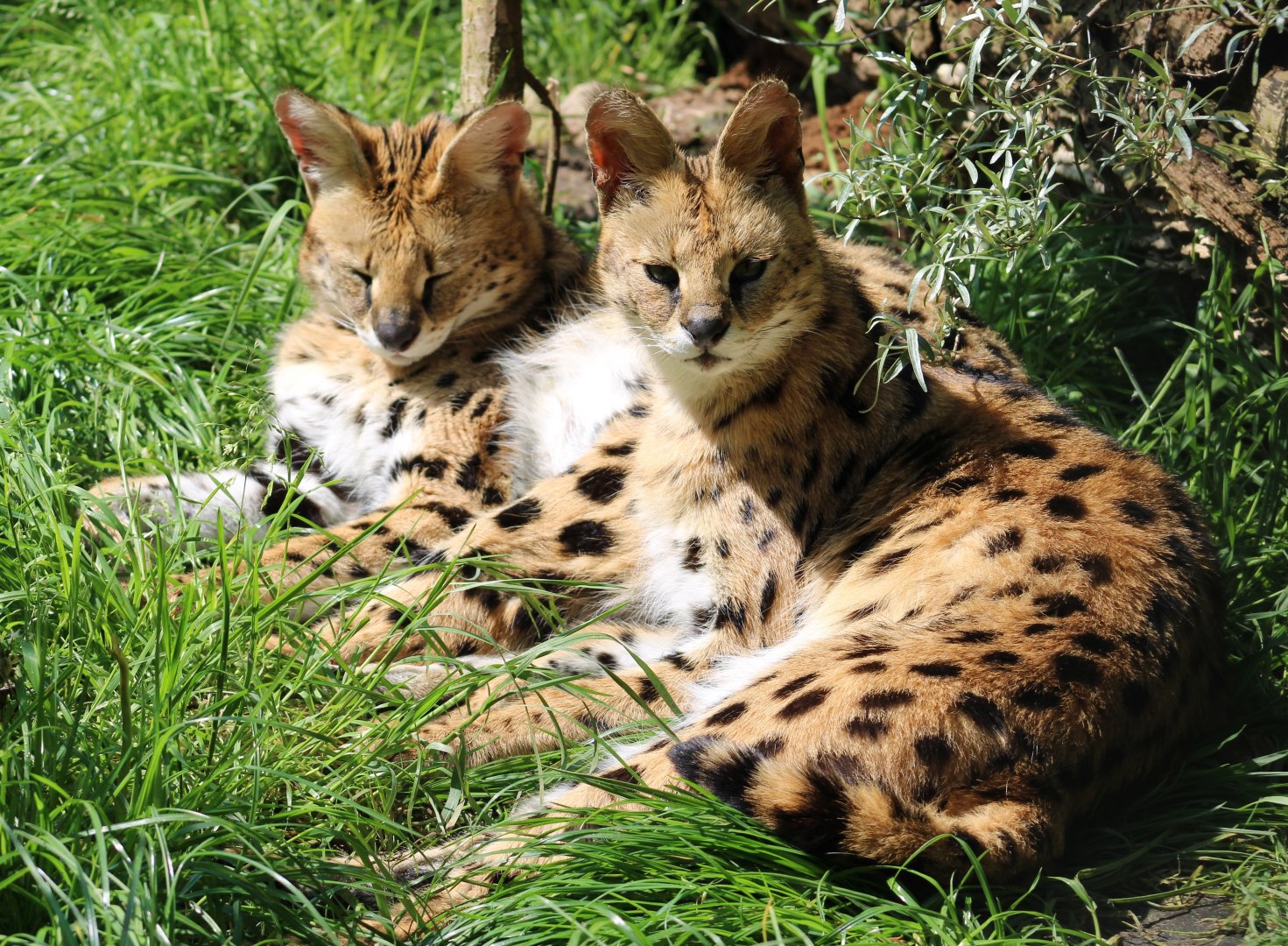 Servals