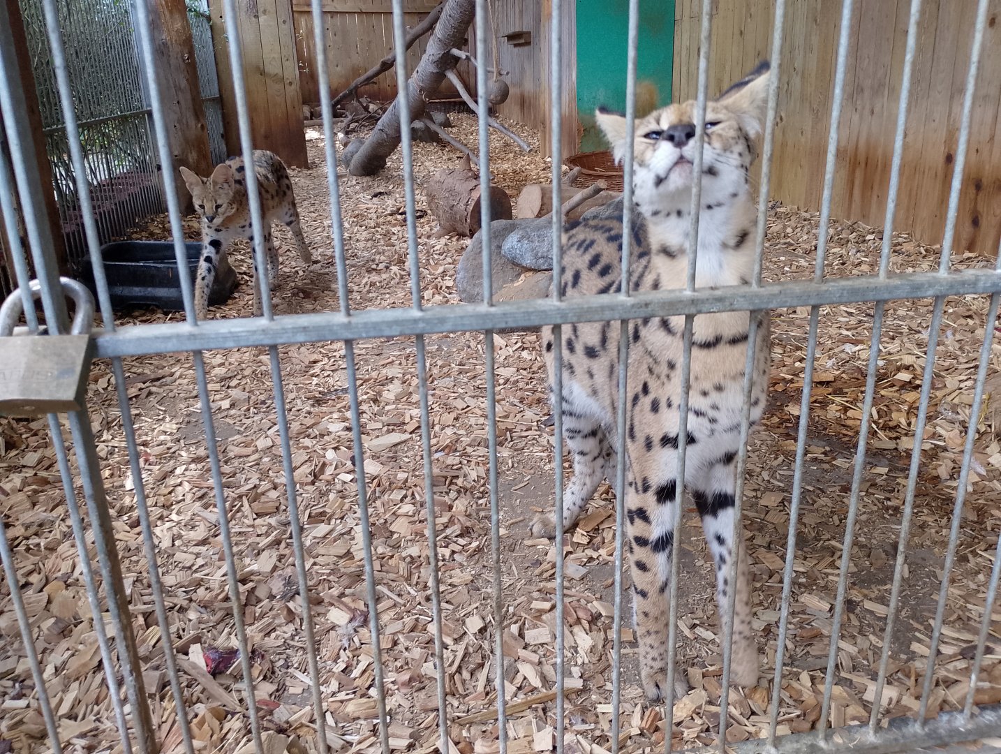 Servals