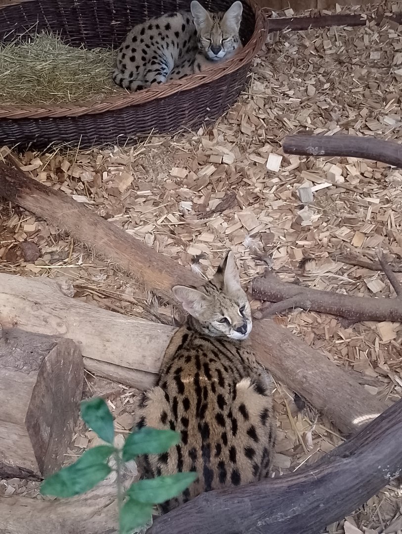 Servals
