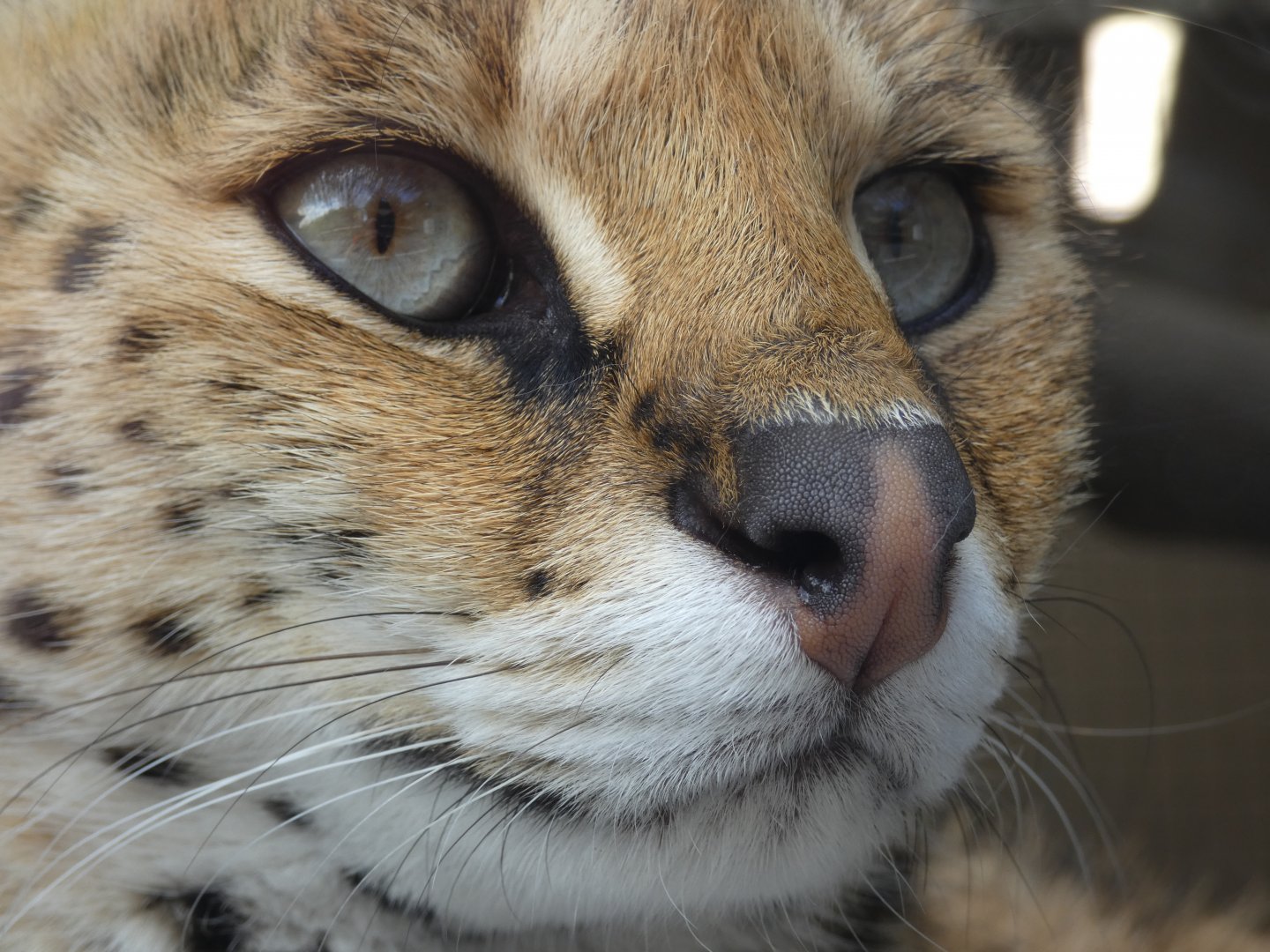 Servel at the Greensboro Science Center