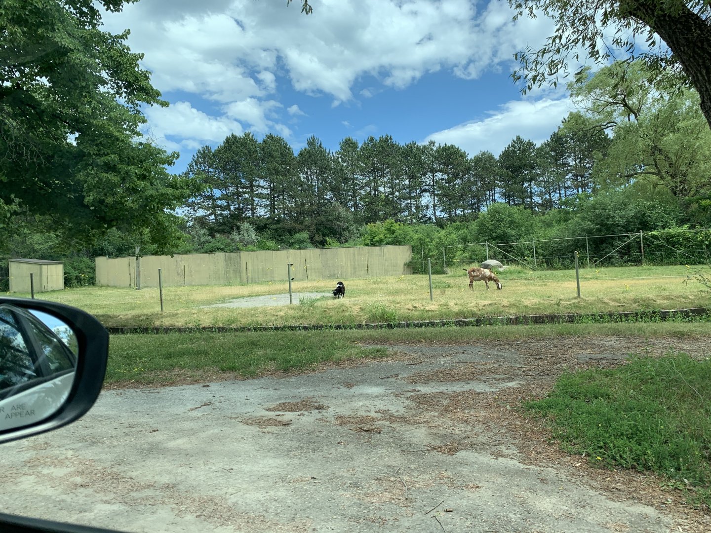 Service area and goats