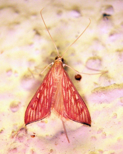 Sesame Leafroller (Antigastra catalaunalis)