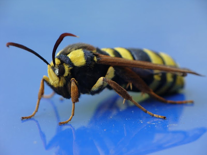 Sesia apiformis