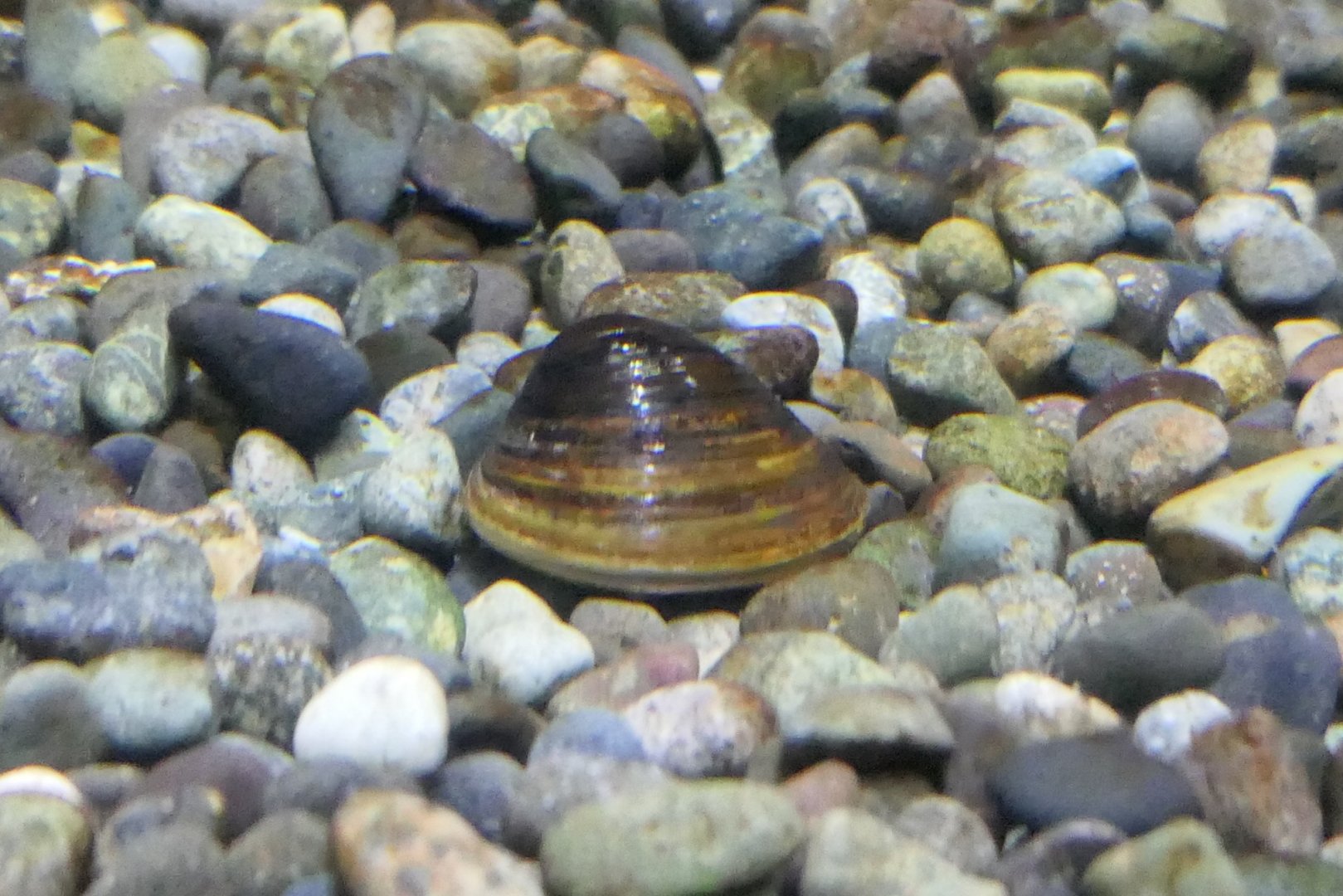 Setashijimi (Corbicula sandai) - Lake Biwa Museum