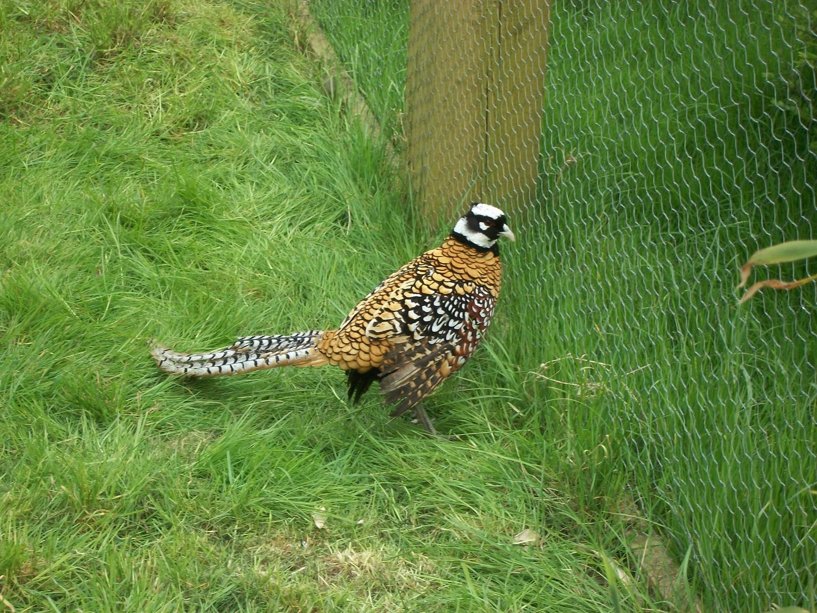 Settling in nicely, 20th April 2014