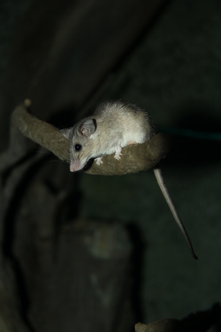Seurat`s spiny mouse (Acomys seurati)