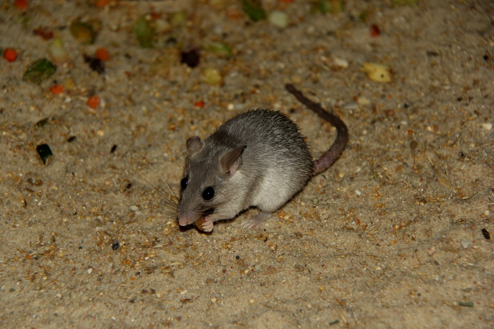 Seurat`s spiny mouse (Acomys seurati)