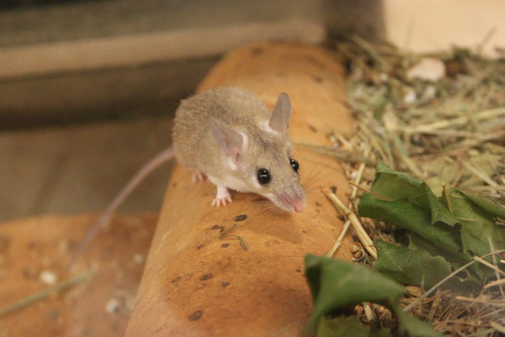 Seurat`s spiny mouse (Acomys seurati)