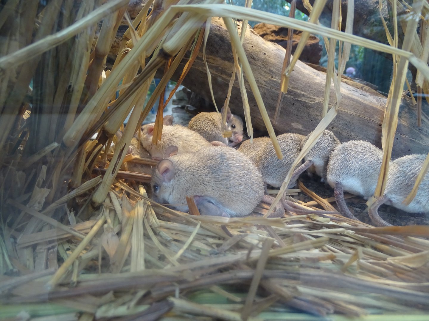 Seurat`s spiny mouse