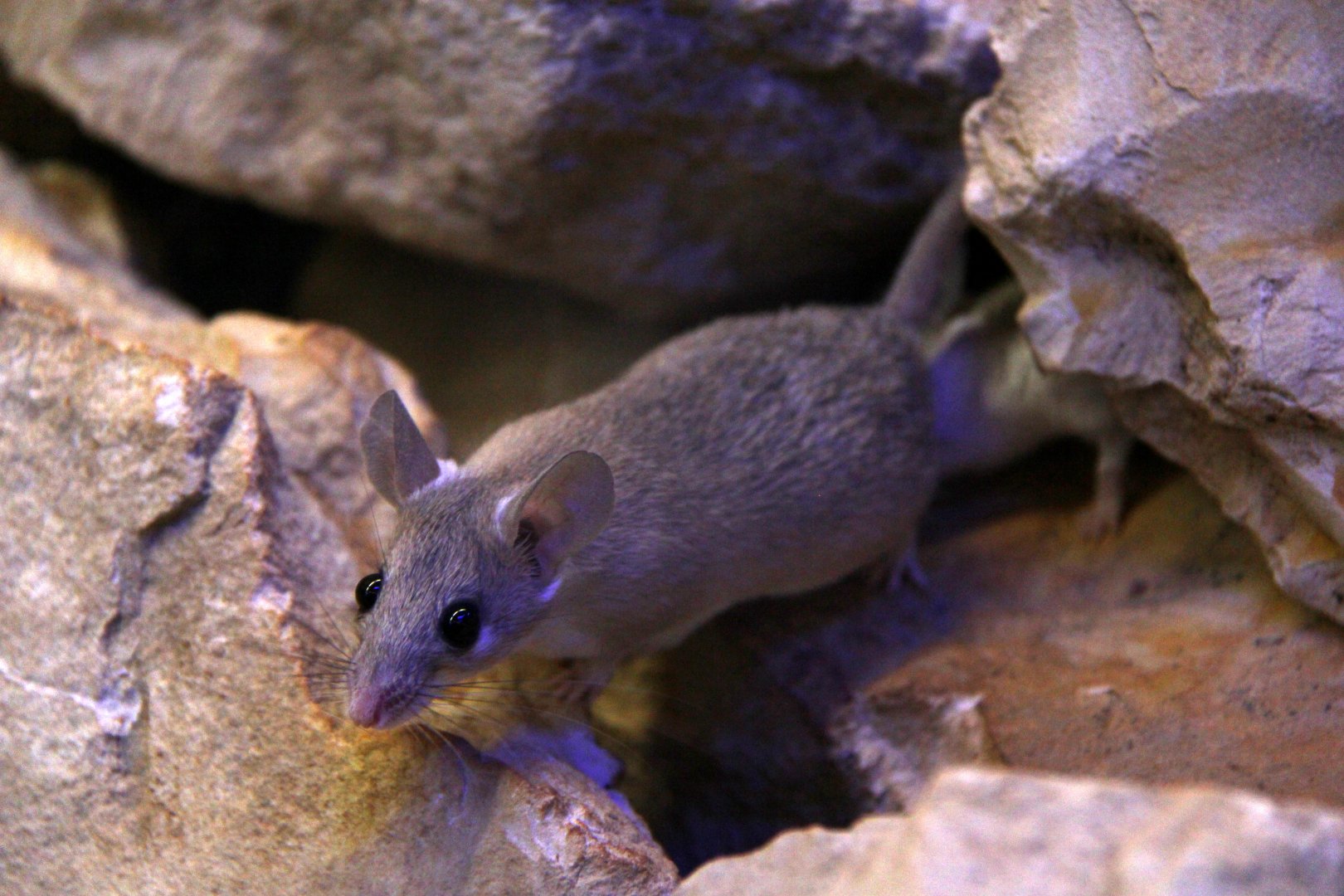 Seurat's spiny mouse (Acomys seurati)