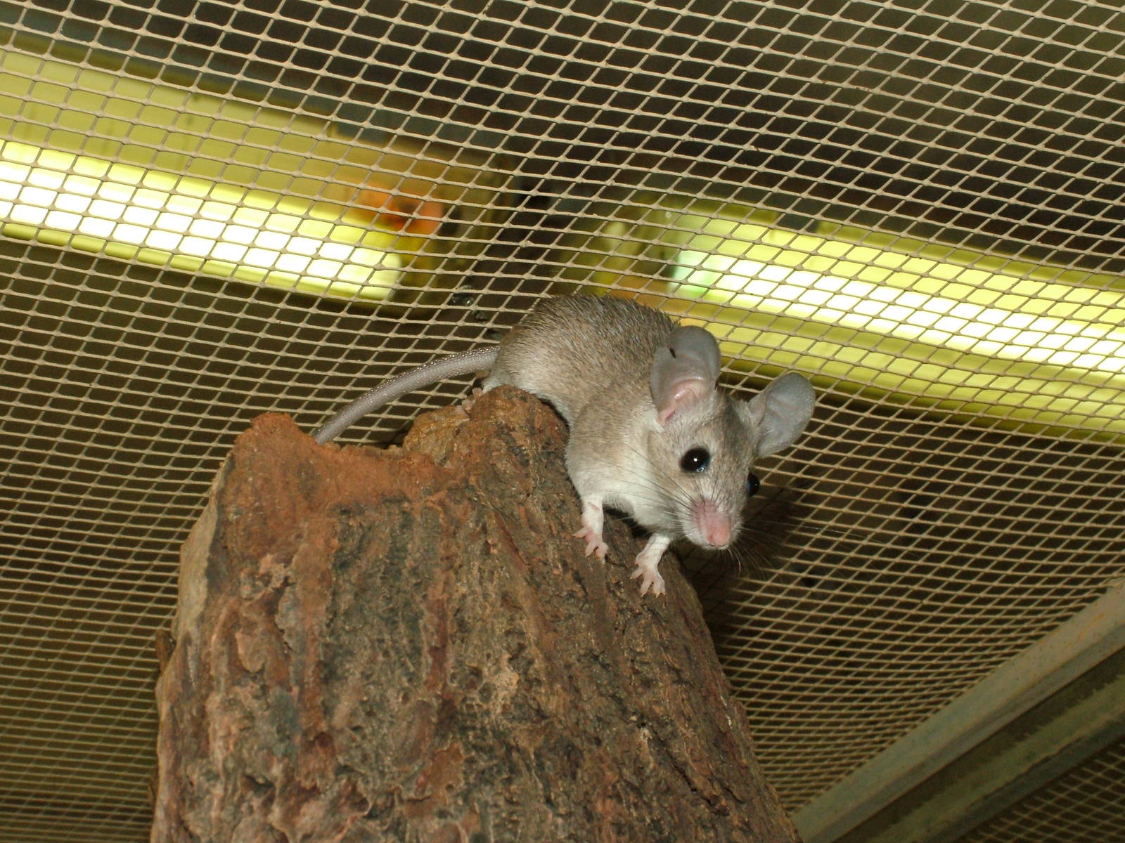 Seurat's Spiny Mouse at Plzen, 25/05/10