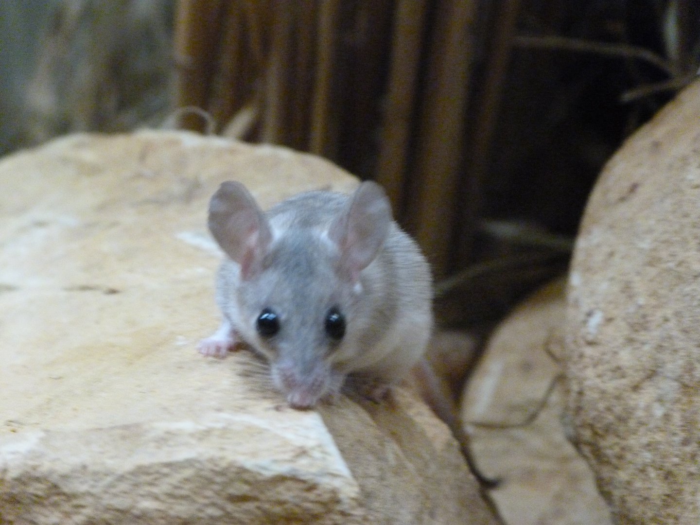 Seurat's spiny mouse -Zoo Plzeň (2025)