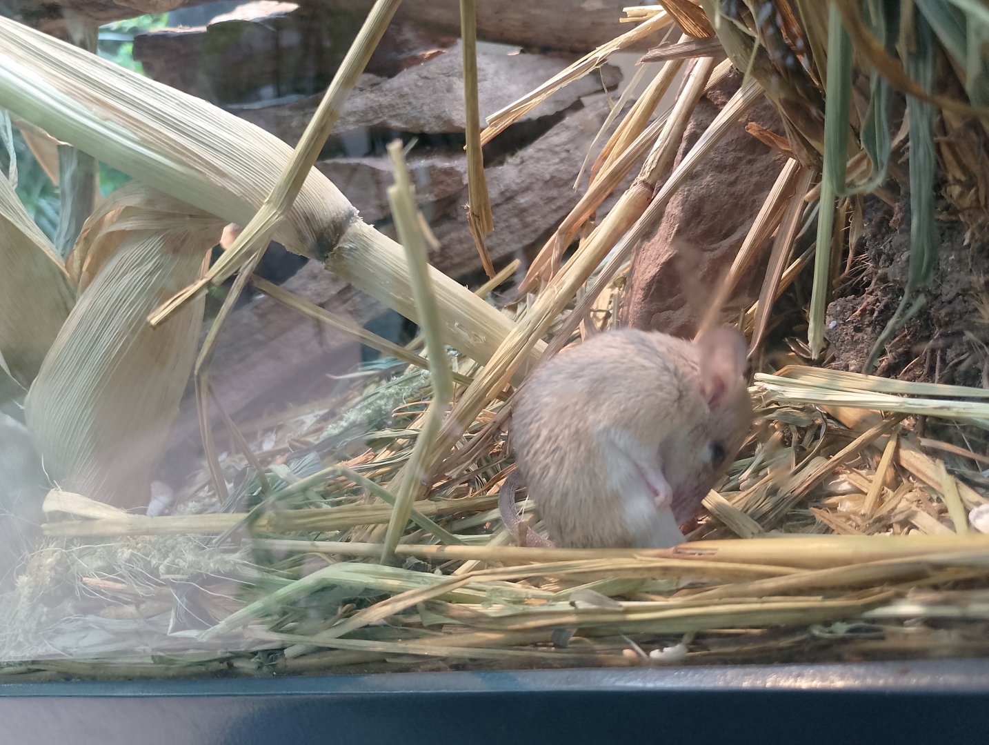 Seurat's spiny mouse