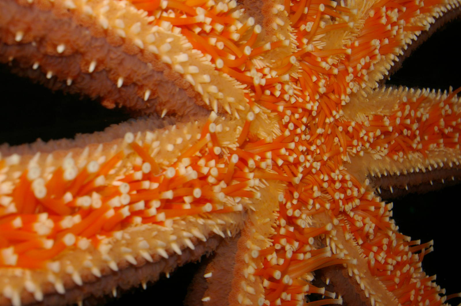 seven-armed starfish (Astrostole scabra)
