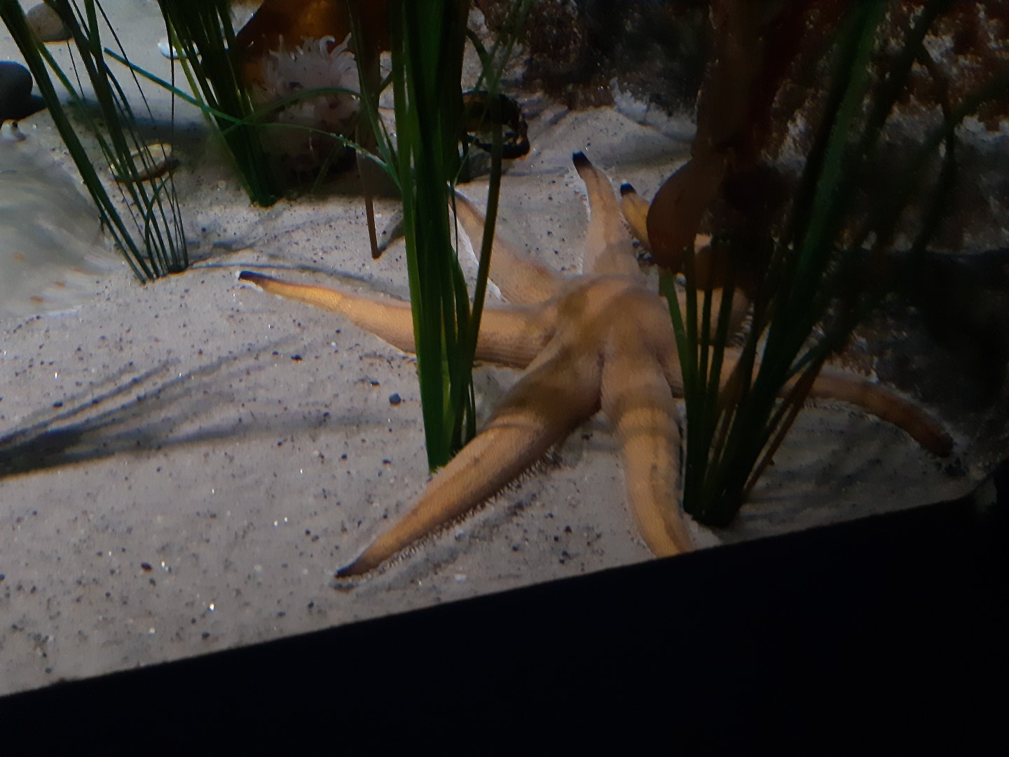 Seven-Armed Starfish