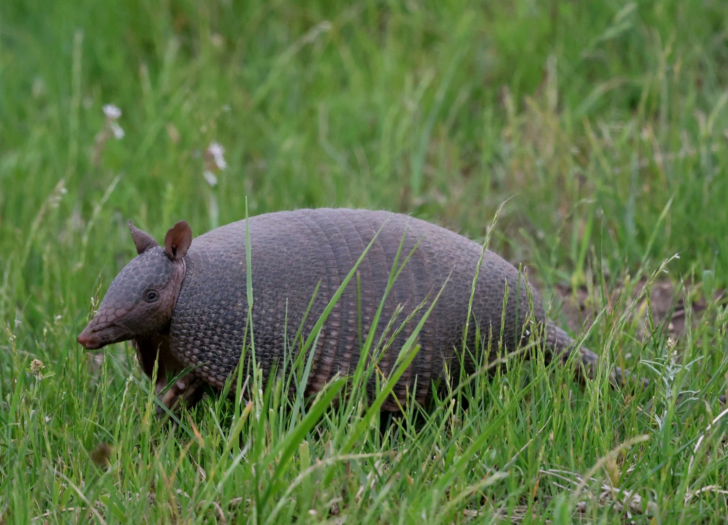 seven-banded armadillo or Brazilian lesser long-nosed armadillo (Dasypus septemcinctus)