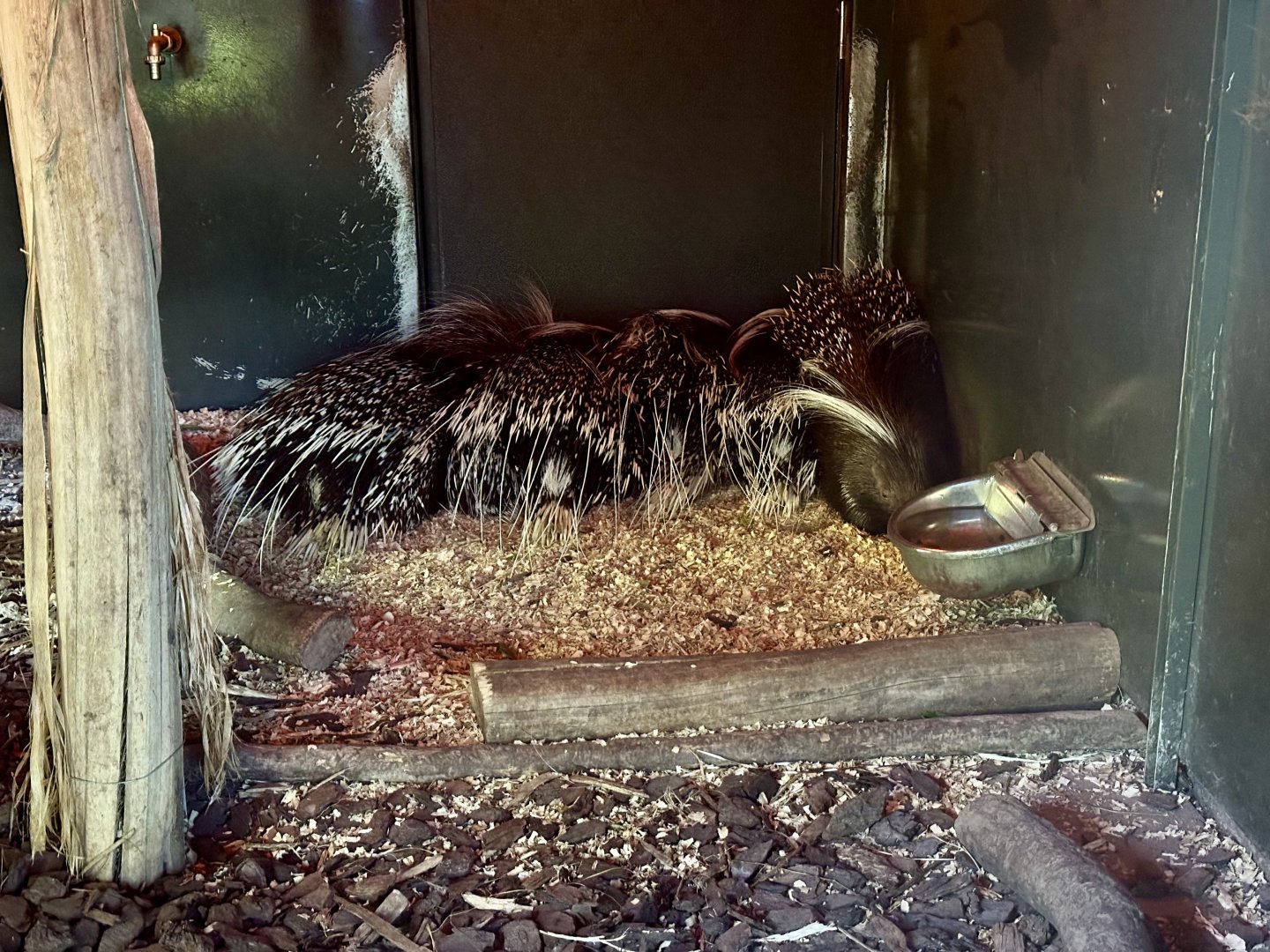 Seven Cape porcupine